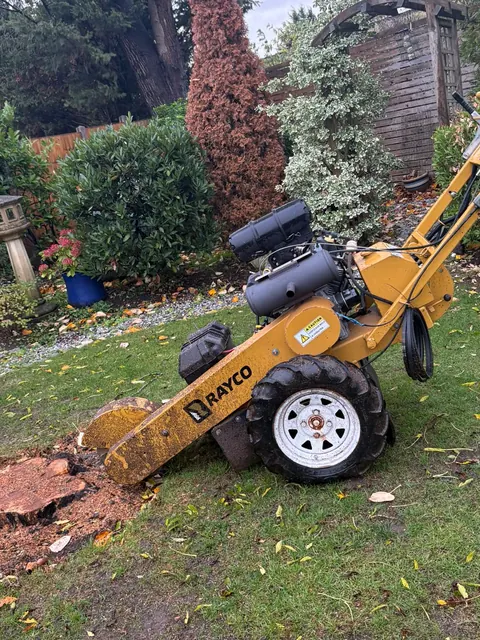 Compact stump grinder working on a garden stump